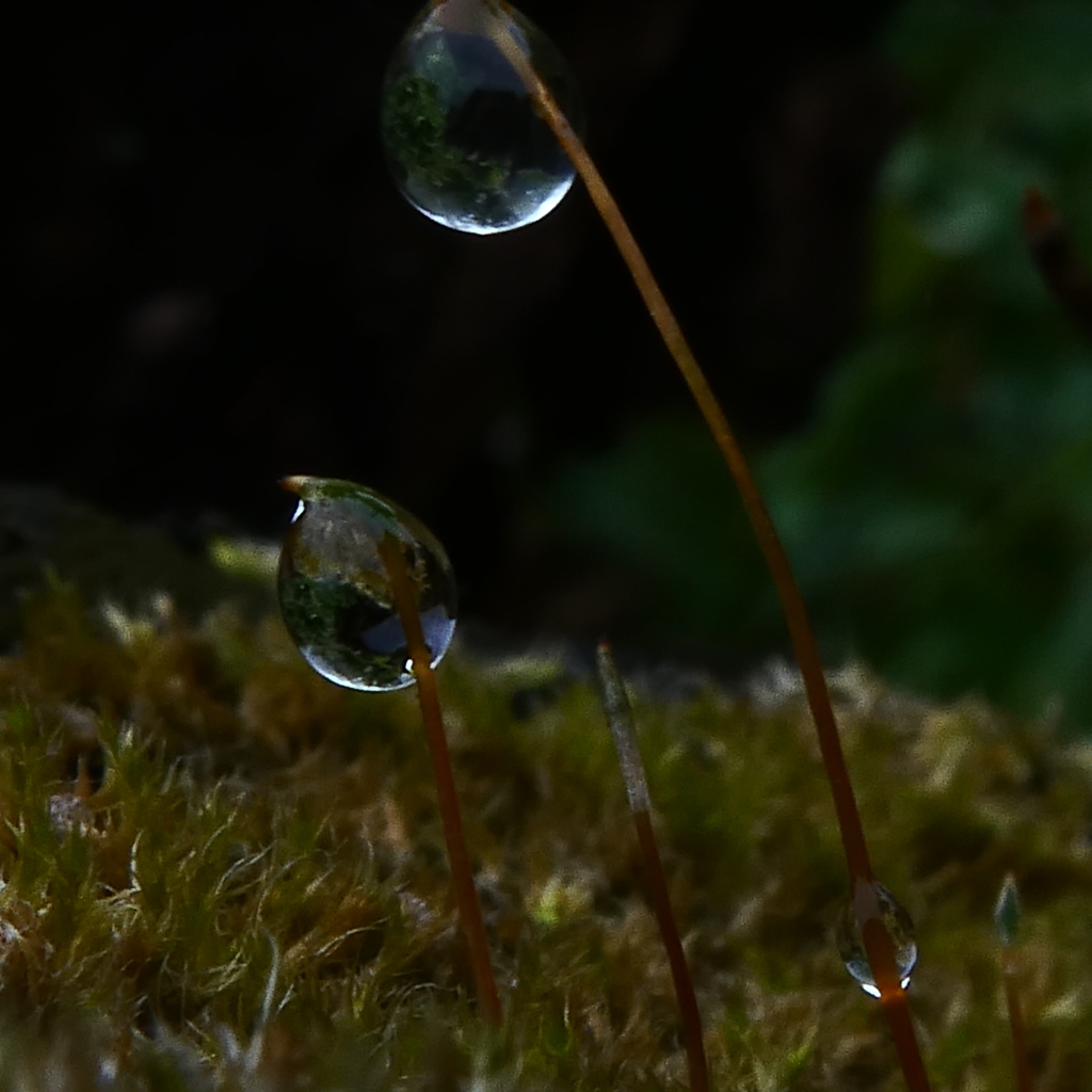 雨玉世界2