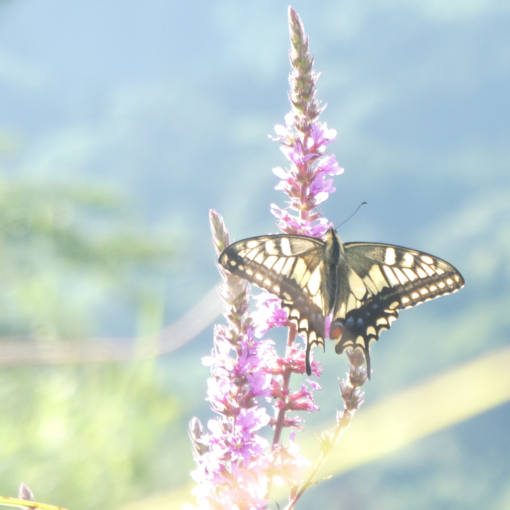 寄り道に咲く花は…