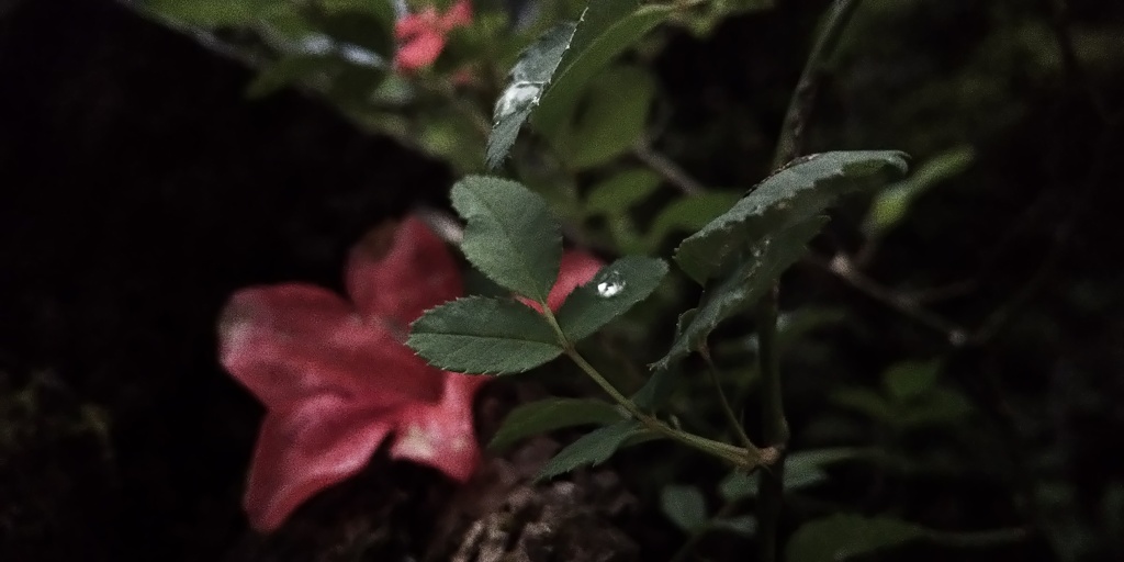 静けさの中の水滴