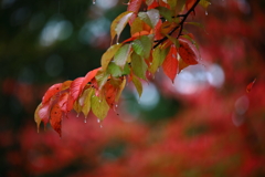 ひと雨ごとに・・ あとひと月で・雪が　舞い降ります・・