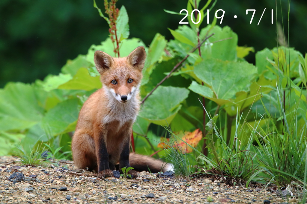 子こんた・７月