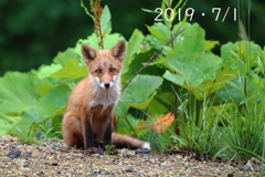 子こんた・７月