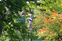 紅葉・もう少し・・その３