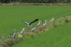 せいれーつ。。。