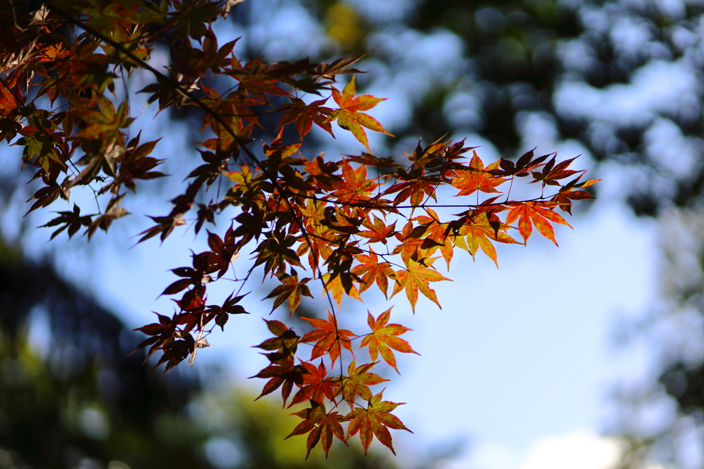 秋・公園その２