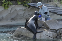 アシカさんと飼育員さん