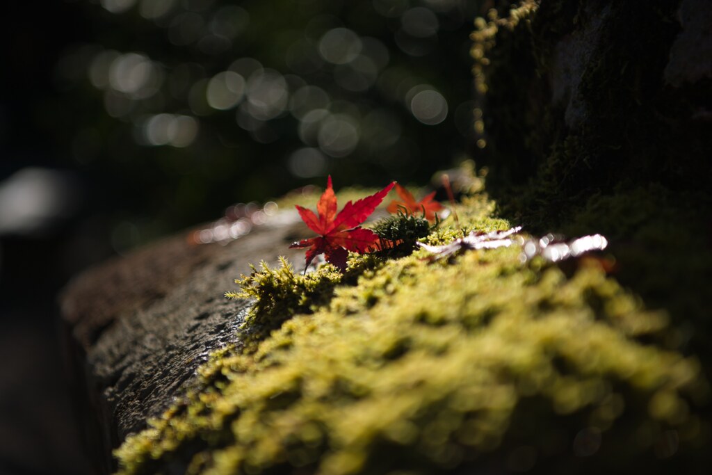 少し寂しくなった観光名所の紅葉もまだまだ楽しめます