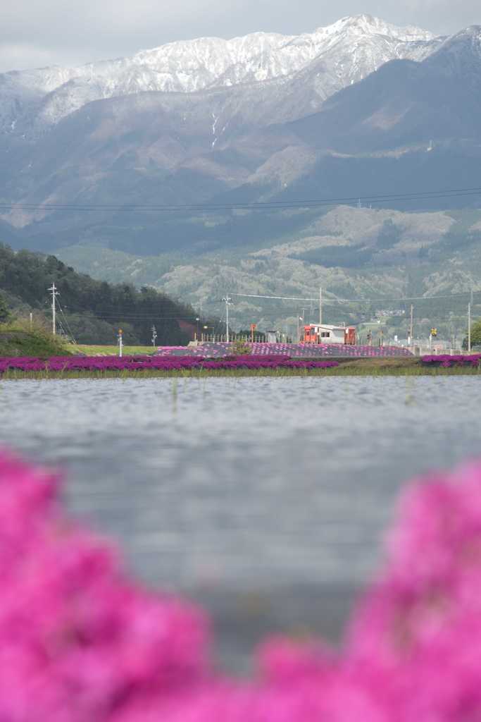 芝桜と水田の見える景色