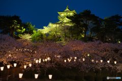 福井県　丸岡城桜とライトアップ