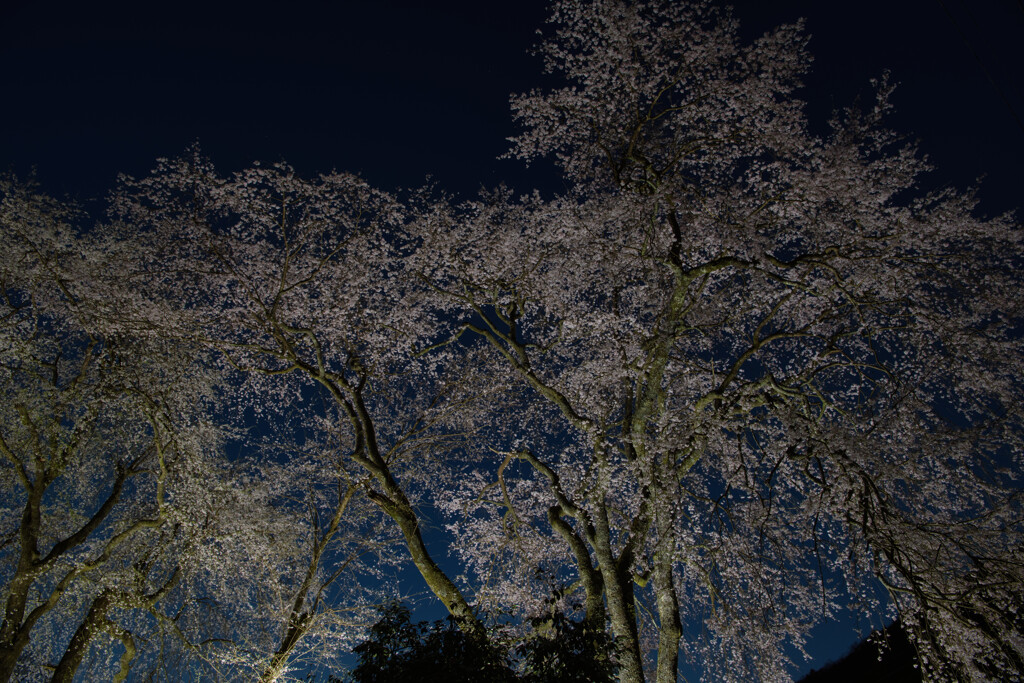 田舎の小さな町の桜