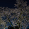 田舎の小さな町の桜