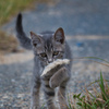 子猫の興味