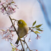 桜の時期は短くて