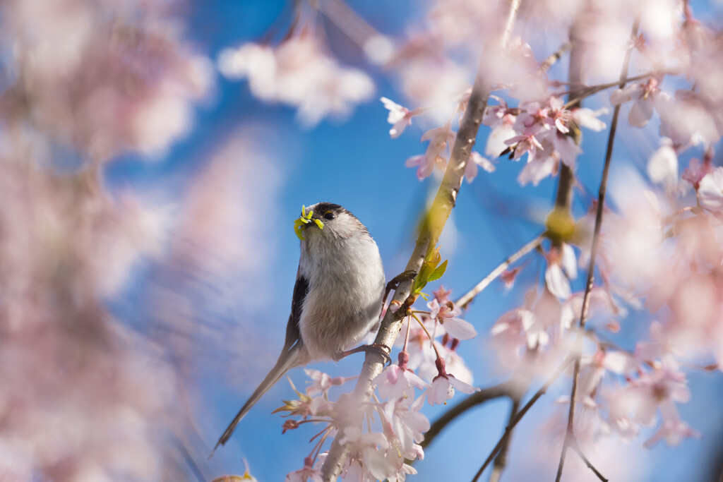 桜とエナガ