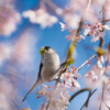 桜とエナガ
