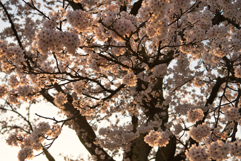 逆光の桜