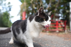 そろそろご飯？