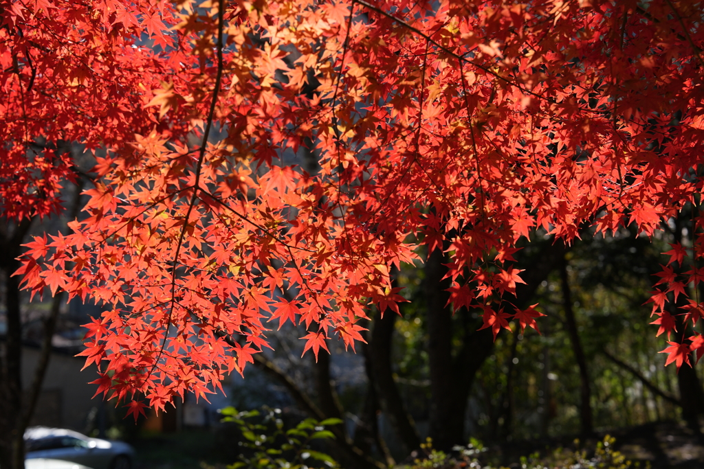 紅葉