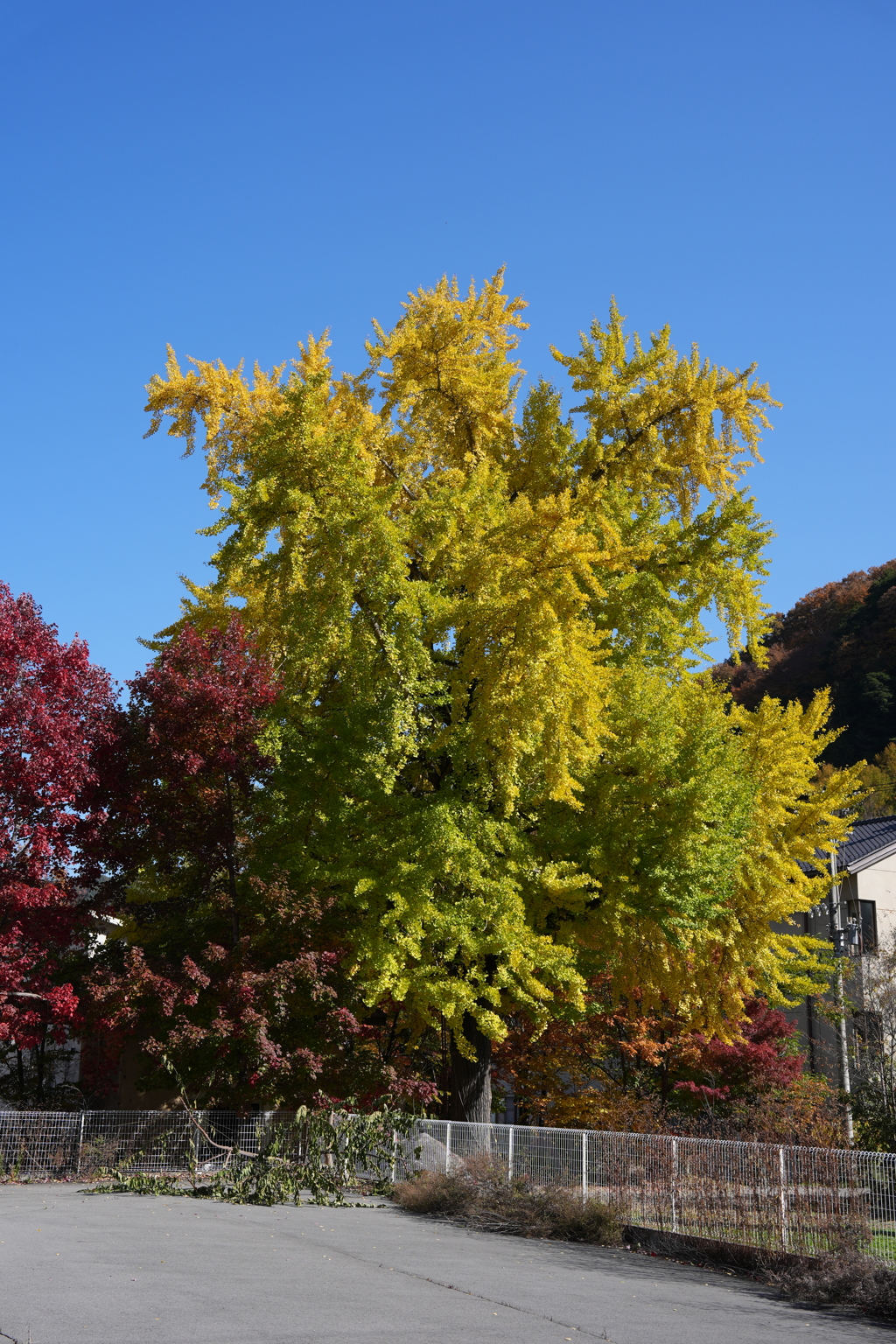 バンザーイみたいな！