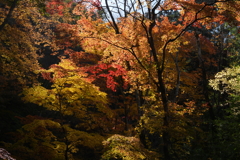 山の紅葉