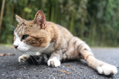 そろそろ行きますか（田代島）