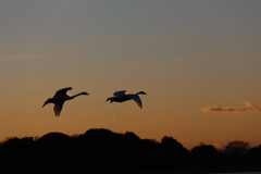 白鳥と夕日