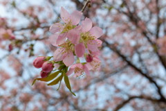 瀬戸内海には 桜が咲いてました✨