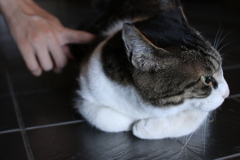 看板猫
