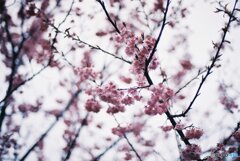 雪割桜