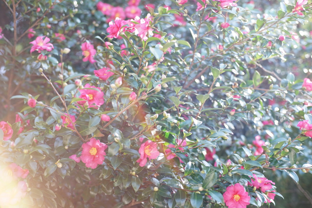 椿