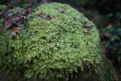安居溪谷の苔岩