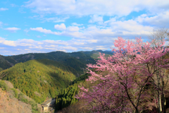 少し早い奈良吉野の桜