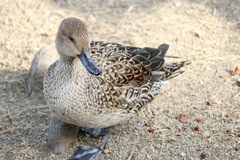 昆陽池公園撮影