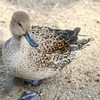 昆陽池公園撮影