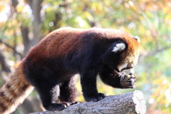 天王寺動物園での撮影