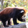天王寺動物園での撮影