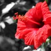 4DB08BF0-B037-497C-96F4-5CBA131809BA