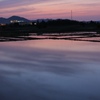 水田に写る夕空
