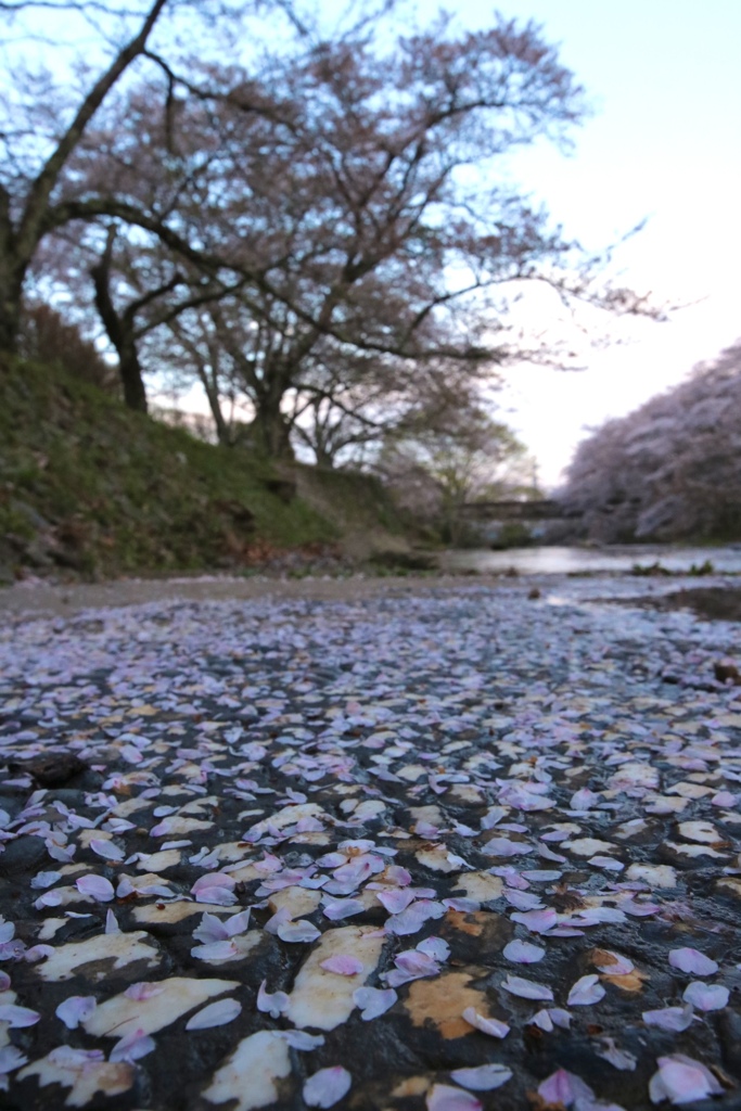 桜散る