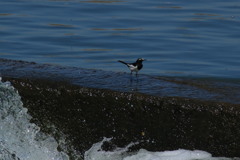 野鳥