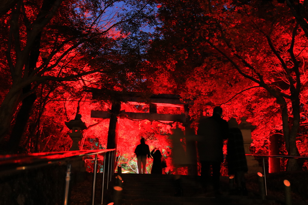 京都大原野神社  ライトアップ