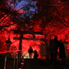 京都大原野神社  ライトアップ