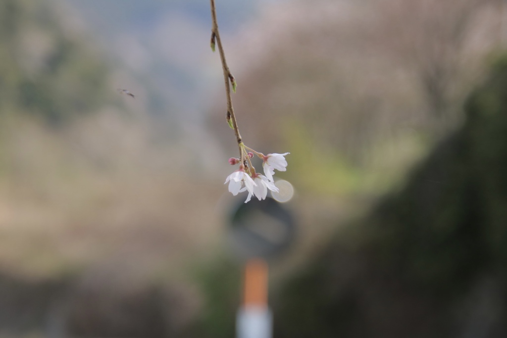桜