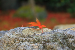 紅葉