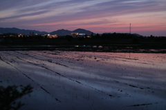 水田に写る夕空2