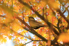 野鳥