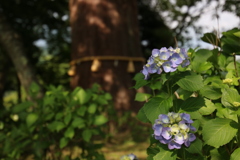 紫陽花の神秘