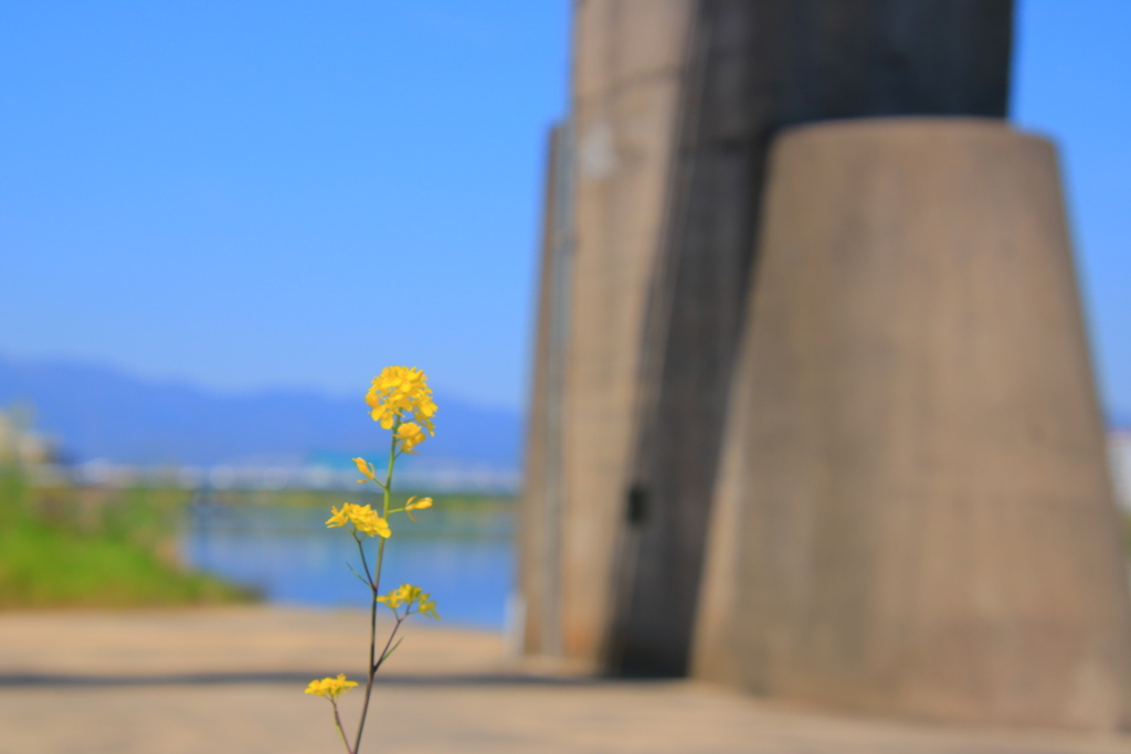 菜の花