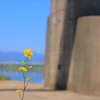 菜の花