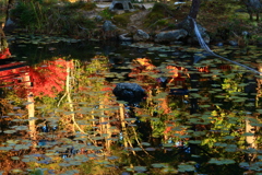 蓮池と紅葉